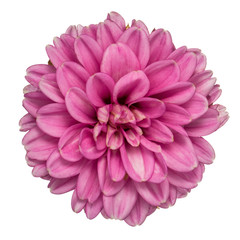 Pink dahlia isolated
