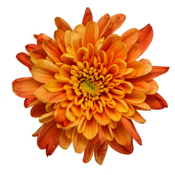 Orange chrysanthemum isolated