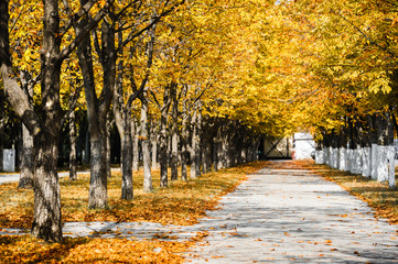 Fototapeta premium Autumn park alley