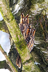 Fototapeta premium portrait Owl