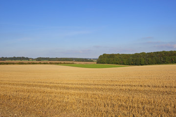 Fototapeta na wymiar harvested wheat field