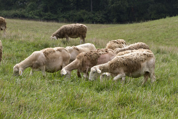 Obraz na płótnie Canvas Woolly Sheep Grazing in a Summer Meadow