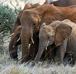 Fototapeta na wymiar Elephants of Tsavo
