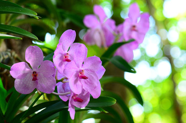 Beautiful pink orchid flowers