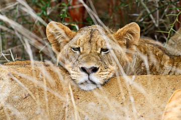 Tsavo Lion