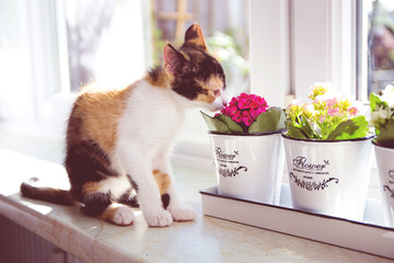 Türkisch Van Katze riecht die Blume