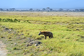 Fototapeta na wymiar Hyena Amboseli