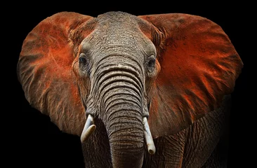 Poster Im Rahmen Elefanten von Tsavo © kyslynskyy