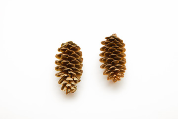 two cone spruce isolated on white