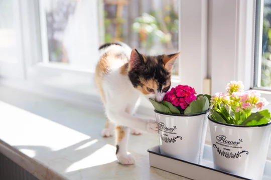 Türkisch Van Katze riecht die Blume Stock Photo | Adobe Stock
