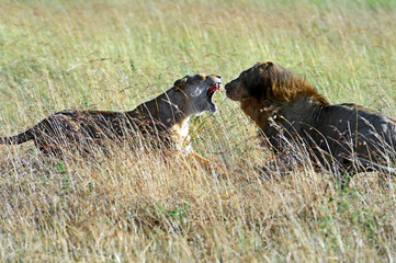 Masai Mara Lions