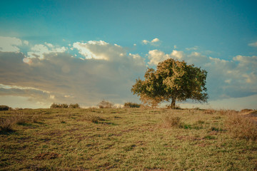 Fototapeta na wymiar Landscape of an Oak tree and the open green field.