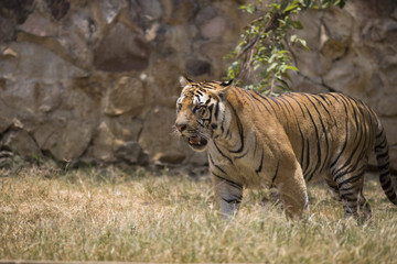 Portrait of male tiger in different actiond