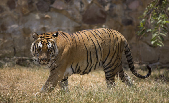 Portrait of male tiger in different actiond