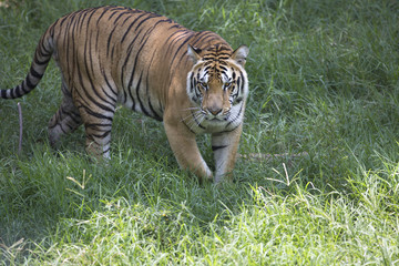 Portrait of male tiger in different actiond