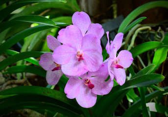 Beautiful pink orchid flowers