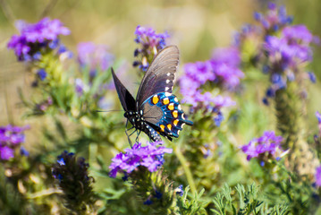 Male Pipevine Swallowtail