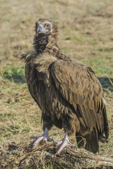 black vulture 