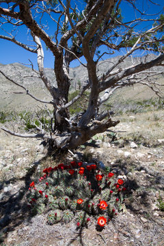 รูปภาพPistel – เลือกดูภาพถ่ายสต็อก เวกเตอร์ และวิดีโอ69 | Adobe Stock