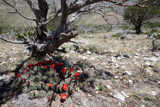 Sprawling Claret Cup Cactus under a dead tree in Guadalupe Mountains National Park in Texas