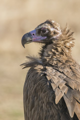 black vulture 