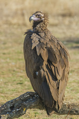 black vulture 