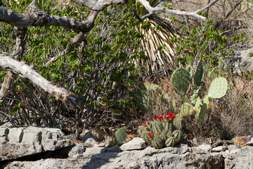 Red-flowered Claret Cup and Prickly Pear Cacti in Guadalupe Mountains National Park in Texas