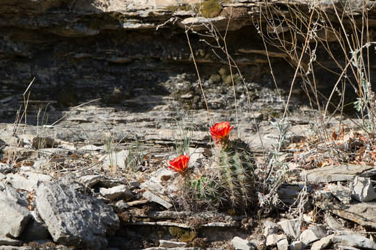 Red-flowered Claret Cup in Guadalupe Mountains National Park in Texas