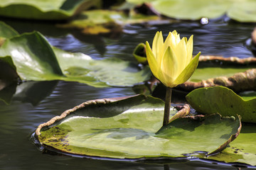 Yellow lotus in the river. © Winyou