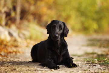 Black retriever lying on the ground