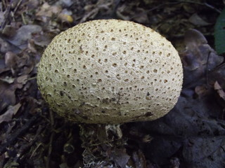 champignon