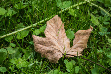 Ahornblatt im Herbst