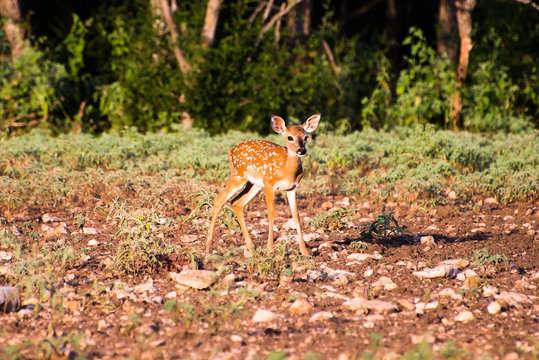 Fototapeta Whitetail Fawn