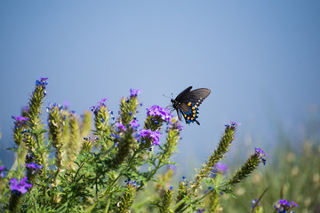 Male Pipevine Swallowtail