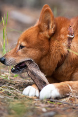 hunting dog playing with stick