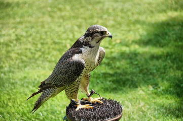 Tied a hawk sitting on the stump