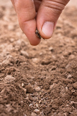 planting seeds in soil