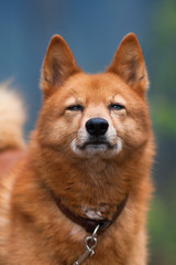 portrait of squinting hunting dog