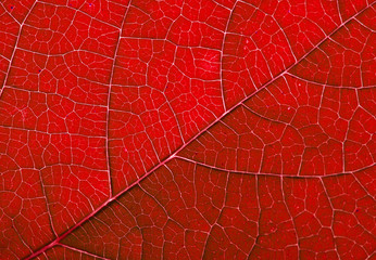 red autumn leaf background