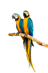 Couple Macaw Parrot isolated on white background © Pheniti