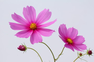 Obraz premium コスモス