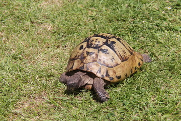 A Friendly Tortoise Out For a Walk in the Sunshine.