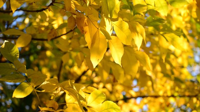 Beautiful yellow autumn leaves backlit