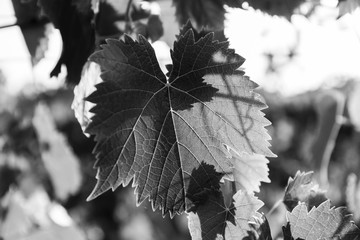 Foglia di vite in primo piano. Immagine in bianco e nero