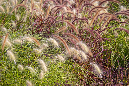  Different Ornamental Grasses.