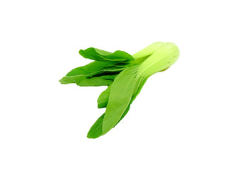 Pok Choi on white background