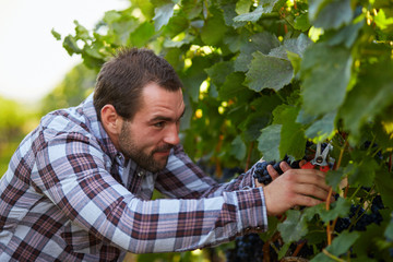 Winemaker harvesting grapes