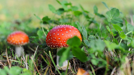 Red Mushrooms