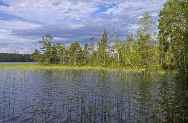 Reeded creek on a river.