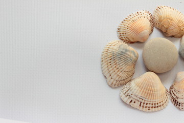 marine flower